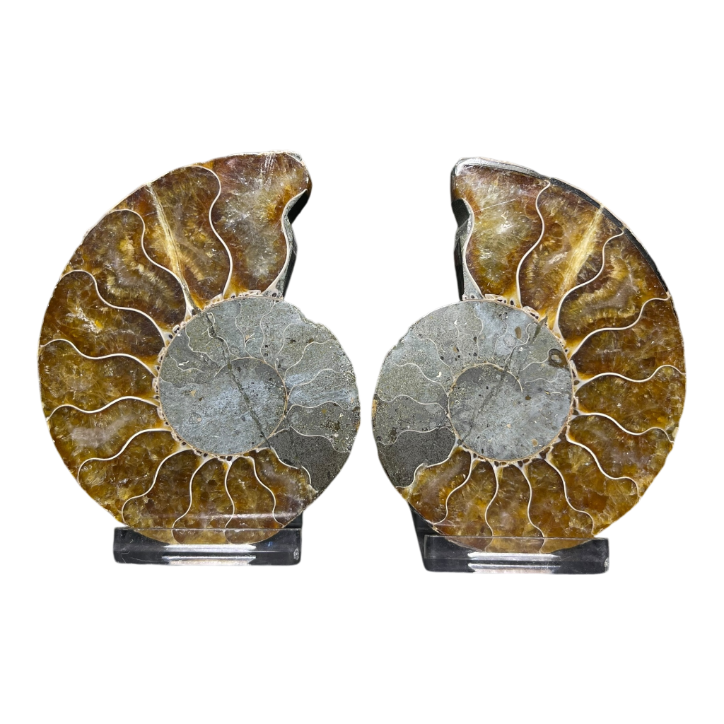 Ammonite (Cleoniceras) Sliced