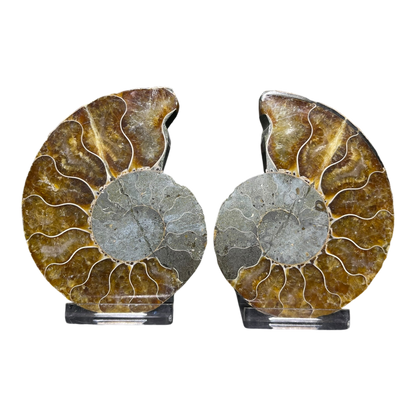 Ammonite (Cleoniceras) Sliced