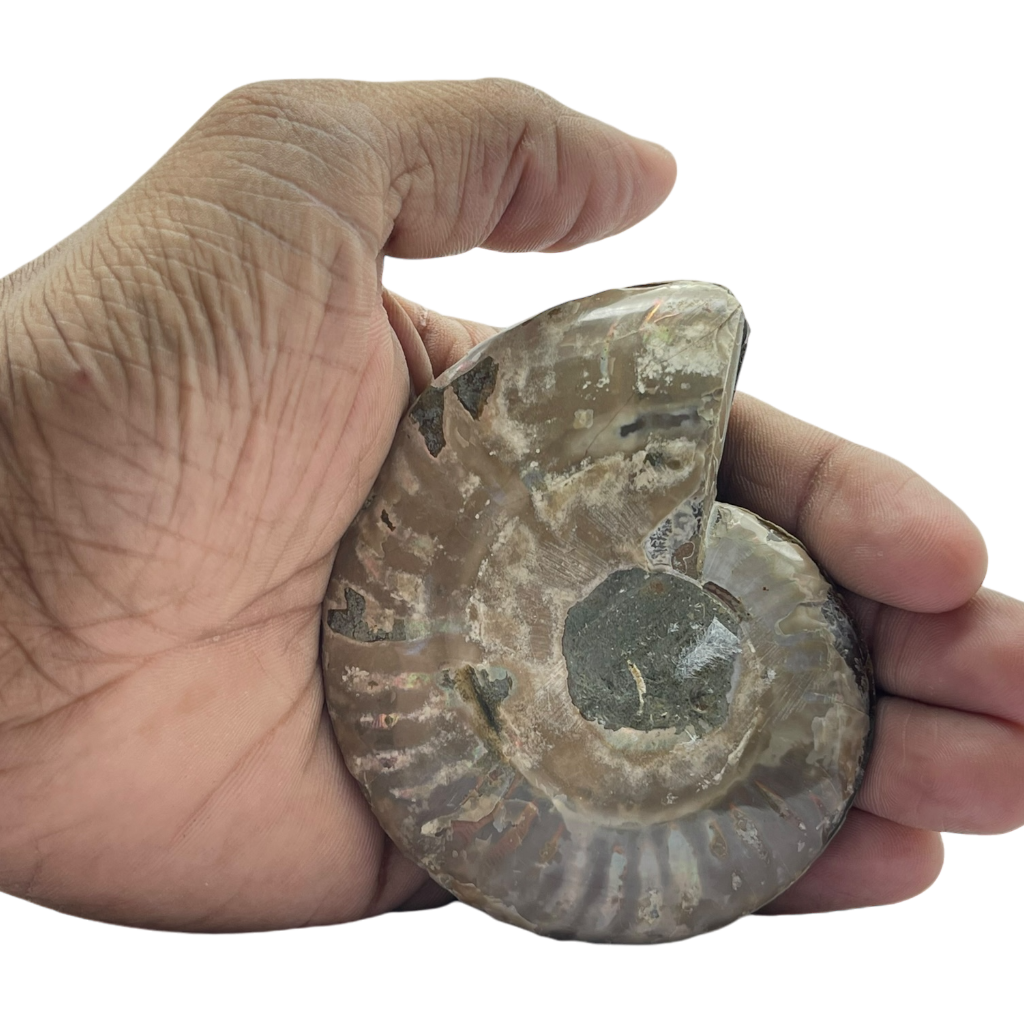 Ammonite (Cleoniceras) Sliced