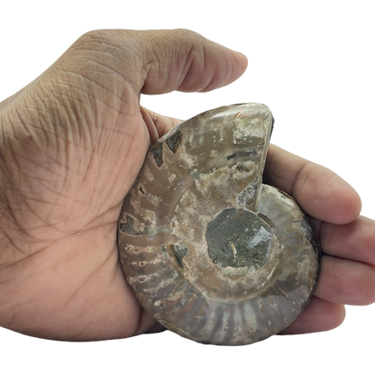 Ammonite (Cleoniceras) Sliced