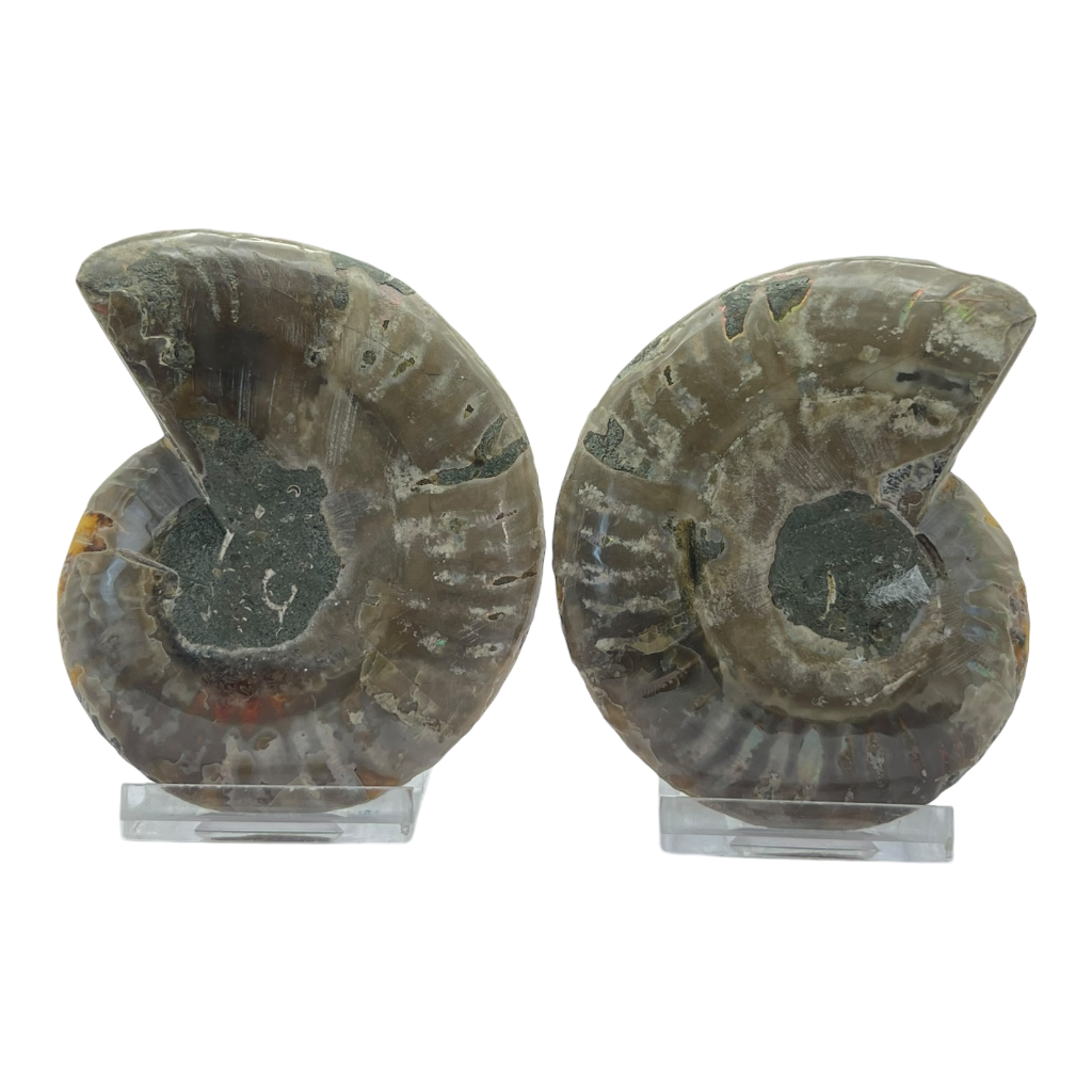 Ammonite (Cleoniceras) Sliced