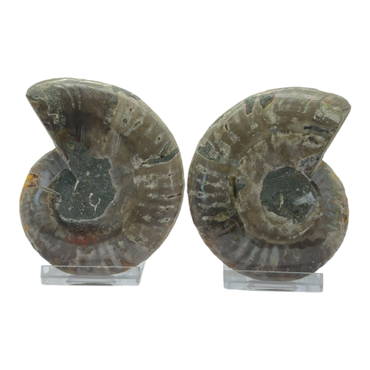 Ammonite (Cleoniceras) Sliced