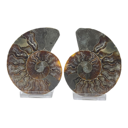 Ammonite (Cleoniceras) Sliced