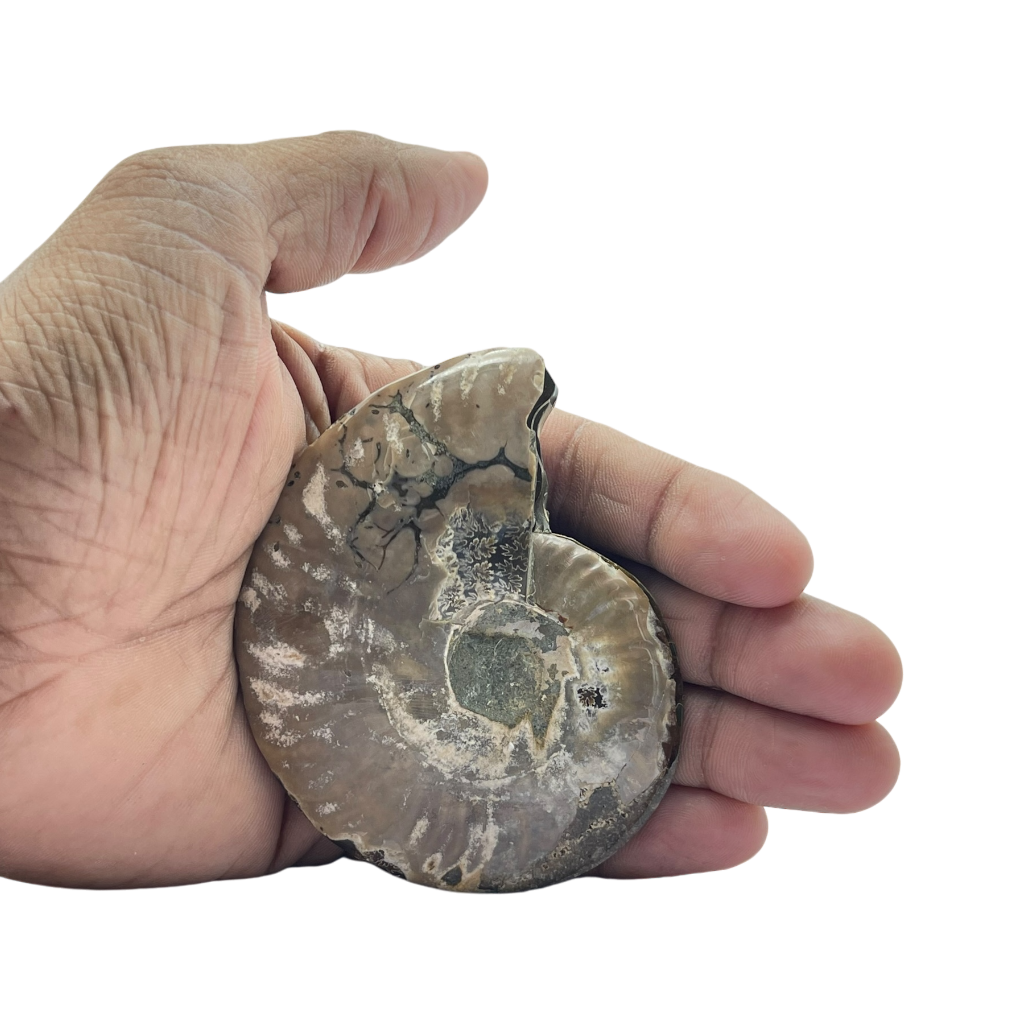 Ammonite (Cleoniceras) Sliced