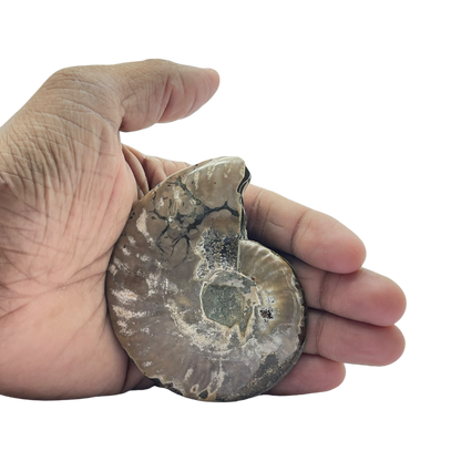 Ammonite (Cleoniceras) Sliced