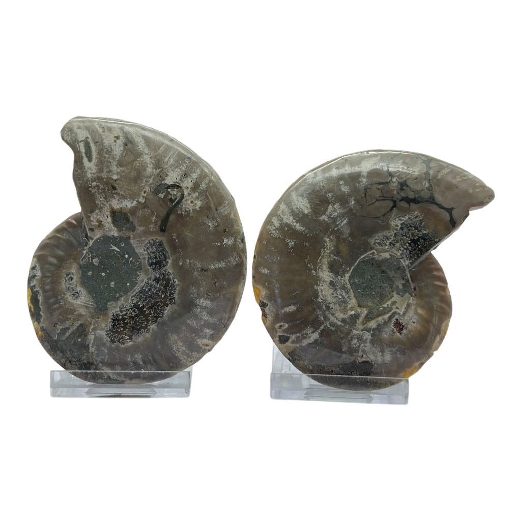 Ammonite (Cleoniceras) Sliced