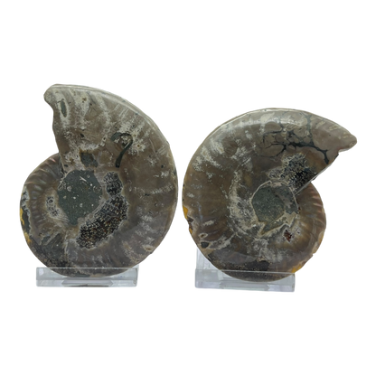 Ammonite (Cleoniceras) Sliced