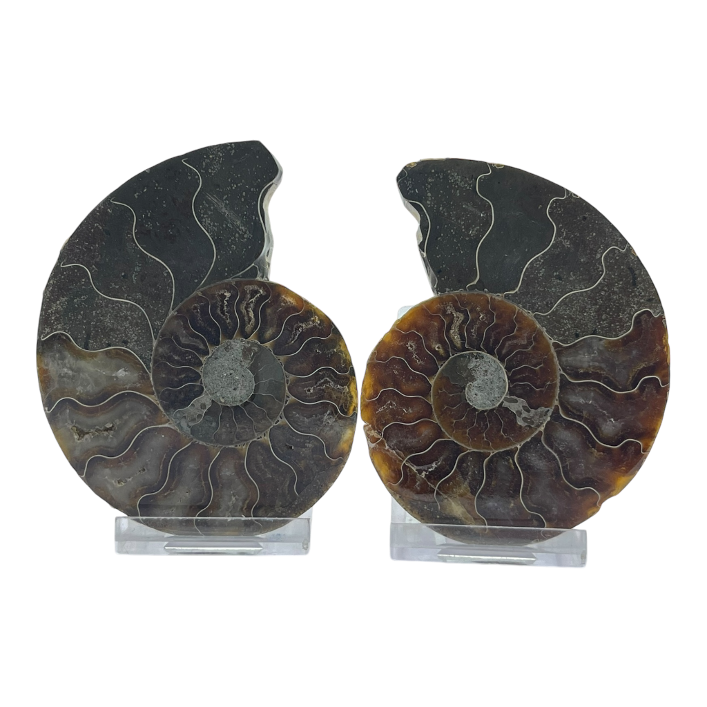 Ammonite (Cleoniceras) Sliced