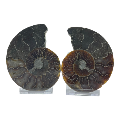 Ammonite (Cleoniceras) Sliced