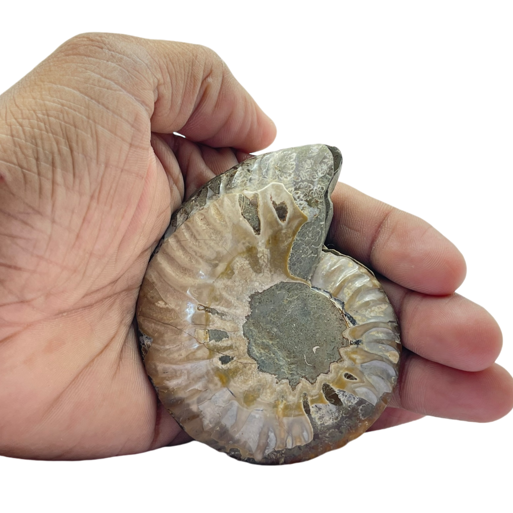 Ammonite (Cleoniceras) Sliced