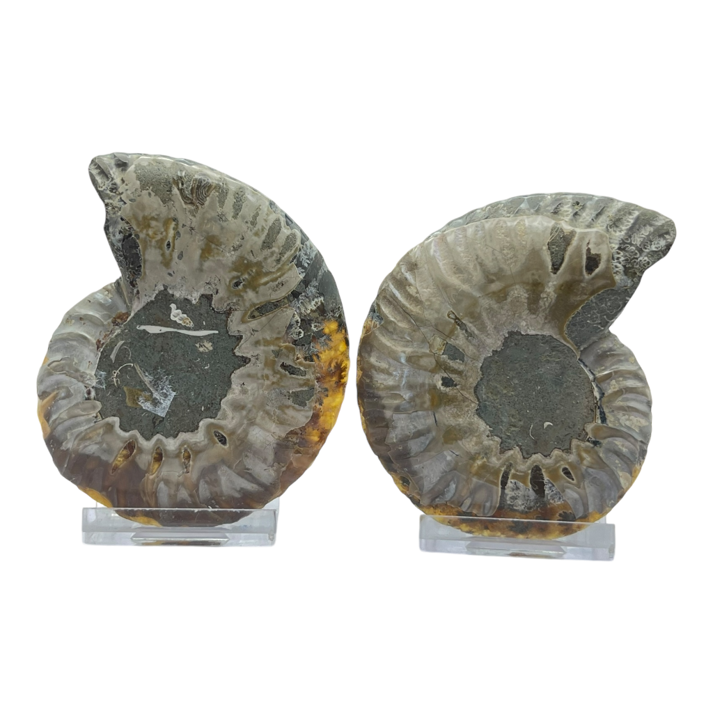 Ammonite (Cleoniceras) Sliced
