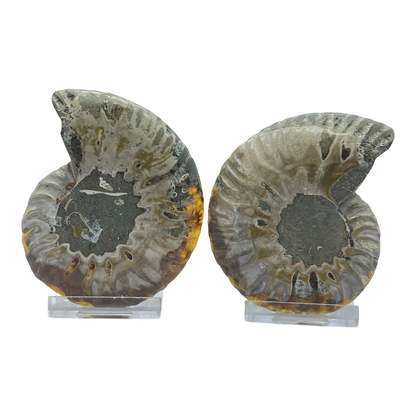 Ammonite (Cleoniceras) Sliced