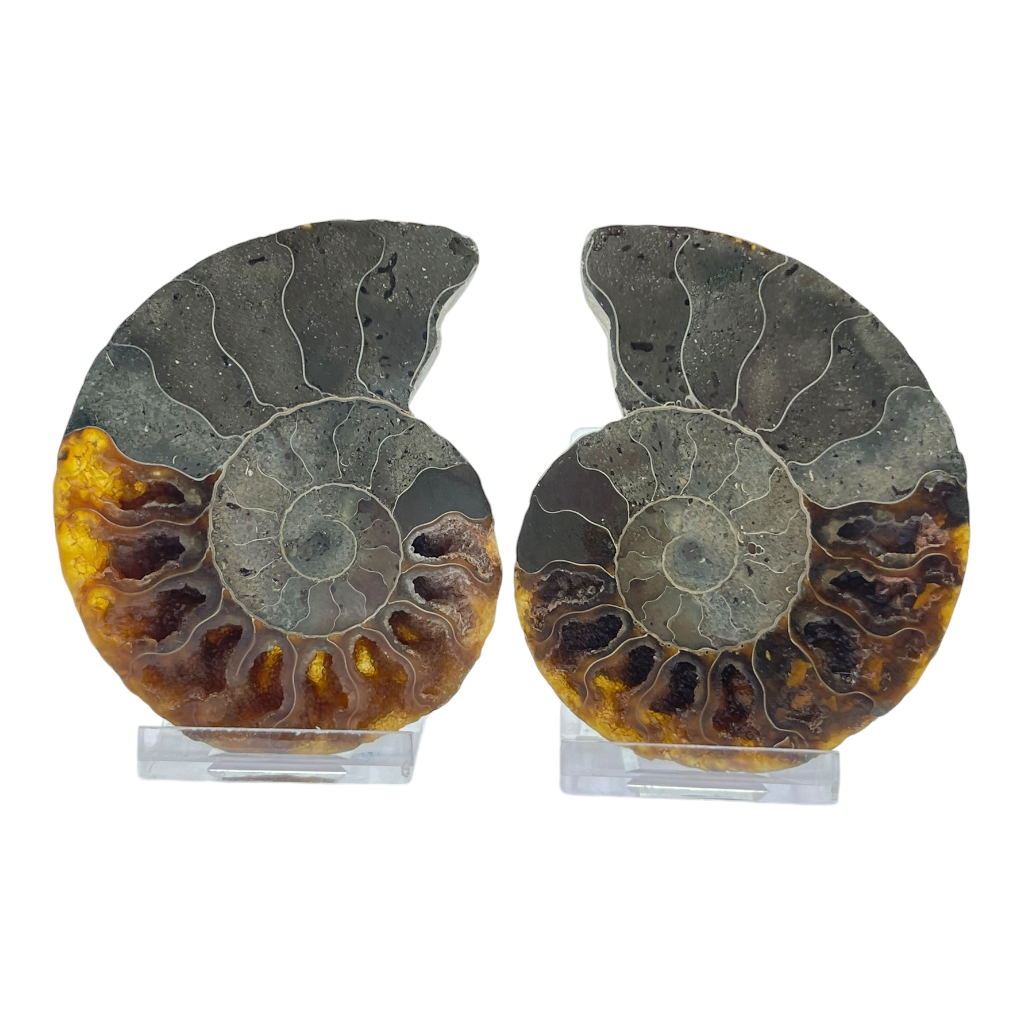 Ammonite (Cleoniceras) Sliced