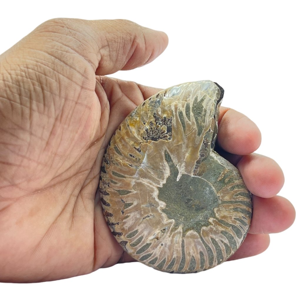Ammonite (Cleoniceras) Sliced