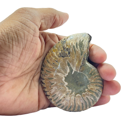 Ammonite (Cleoniceras) Sliced