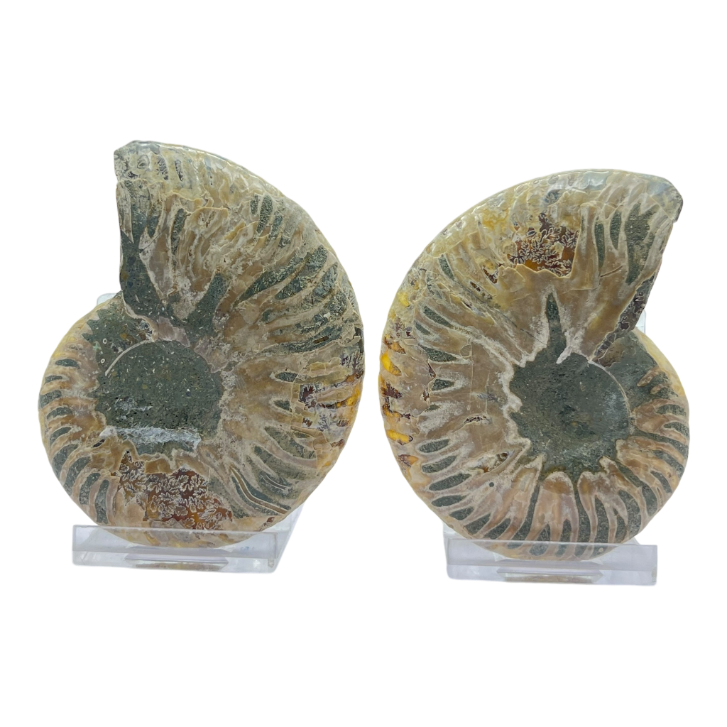 Ammonite (Cleoniceras) Sliced