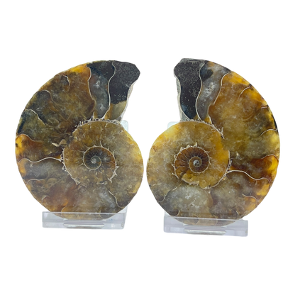 Ammonite (Cleoniceras) Sliced