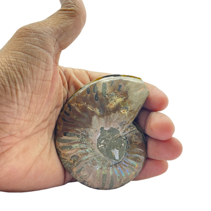 Ammonite (Cleoniceras) Sliced