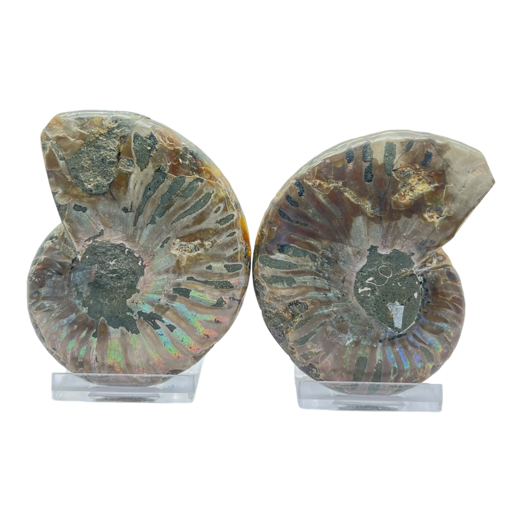 Ammonite (Cleoniceras) Sliced