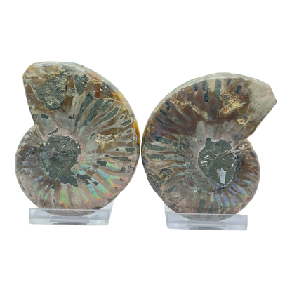 Ammonite (Cleoniceras) Sliced