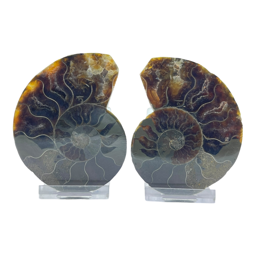 Ammonite (Cleoniceras) Sliced