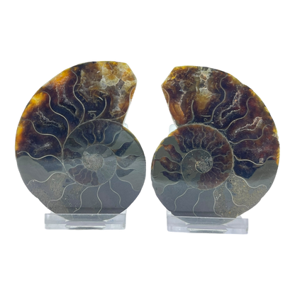 Ammonite (Cleoniceras) Sliced