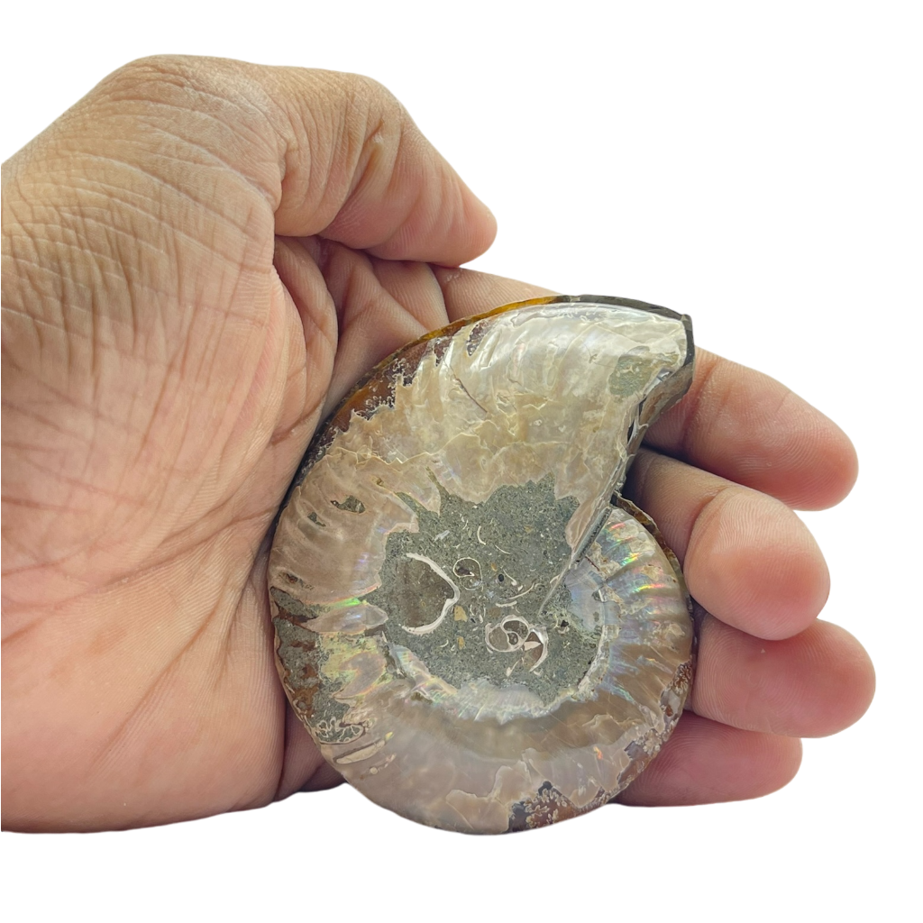 Ammonite (Cleoniceras) Sliced