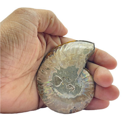 Ammonite (Cleoniceras) Sliced