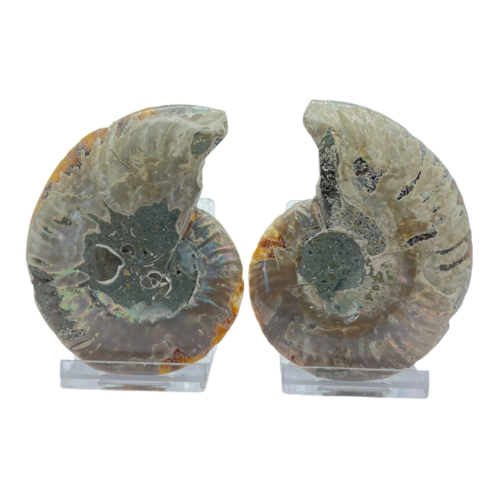Ammonite (Cleoniceras) Sliced