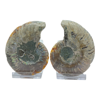 Ammonite (Cleoniceras) Sliced