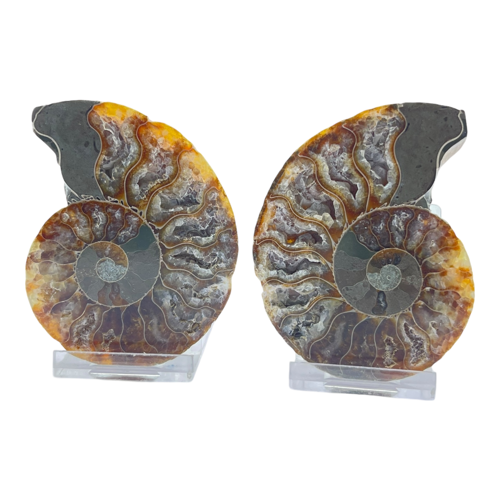 Ammonite (Cleoniceras) Sliced