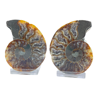 Ammonite (Cleoniceras) Sliced