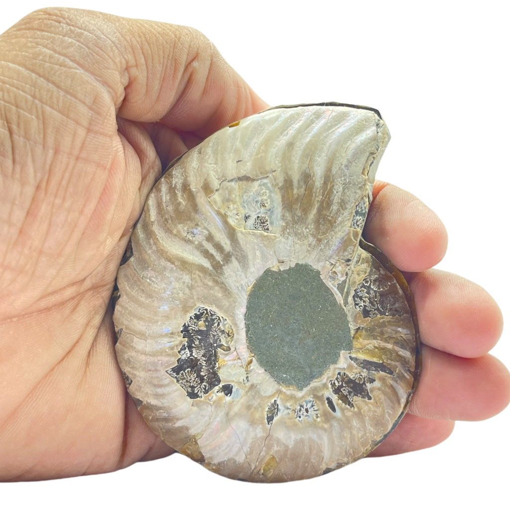 Ammonite (Cleoniceras) Sliced