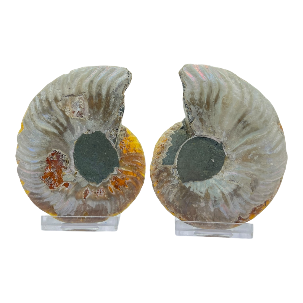 Ammonite (Cleoniceras) Sliced