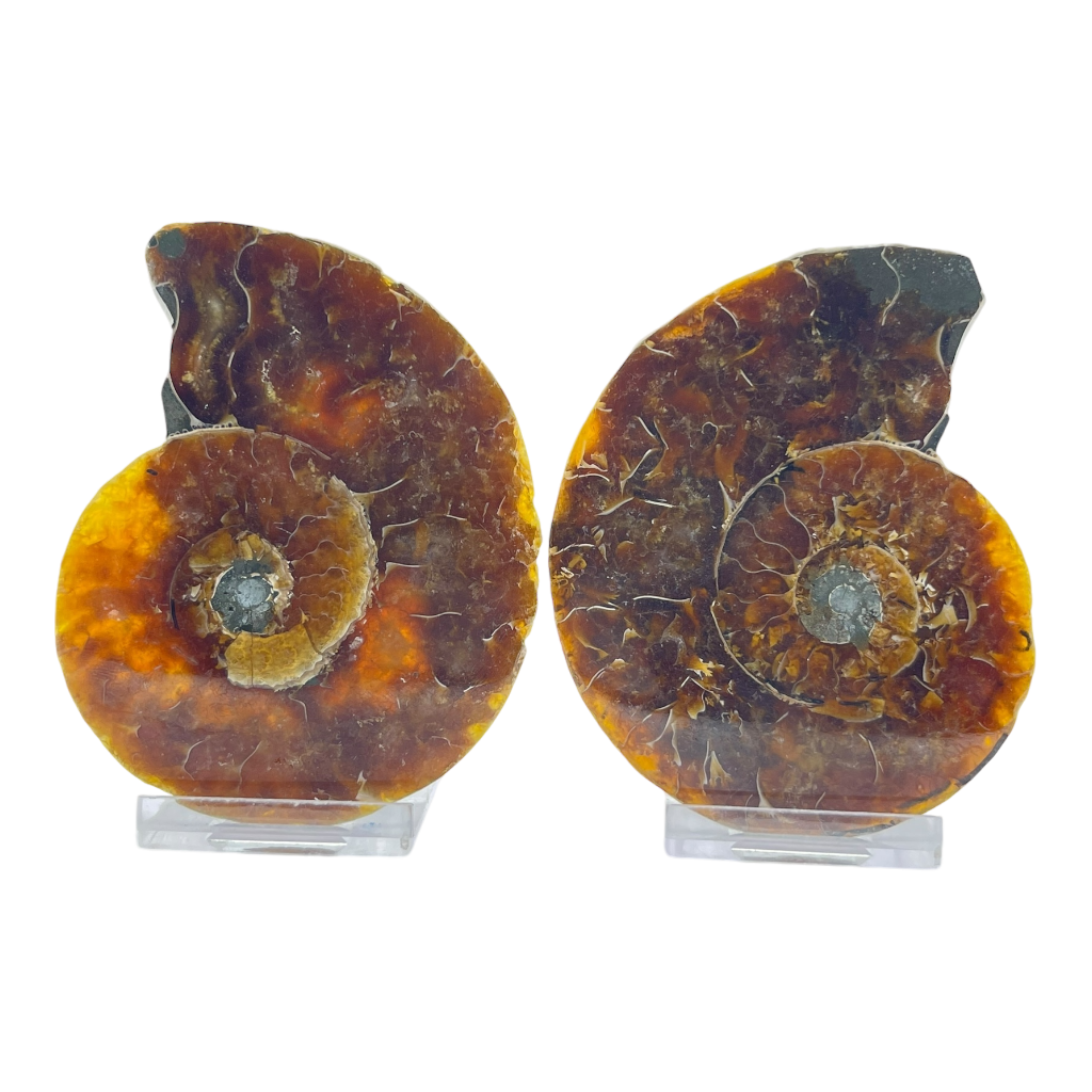 Ammonite (Cleoniceras) Sliced