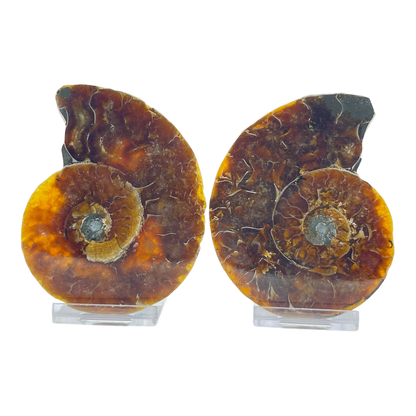 Ammonite (Cleoniceras) Sliced