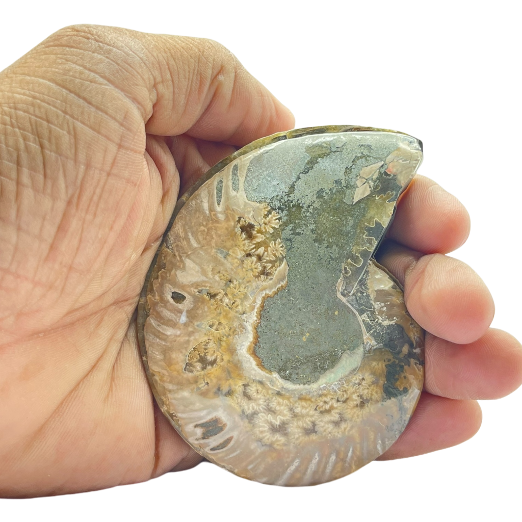 Ammonite (Cleoniceras) Sliced