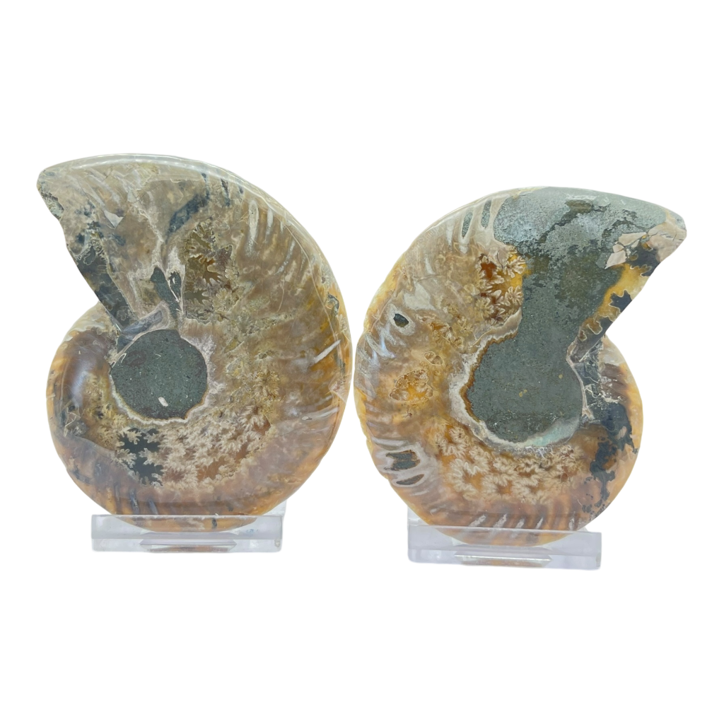 Ammonite (Cleoniceras) Sliced