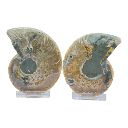 Ammonite (Cleoniceras) Sliced