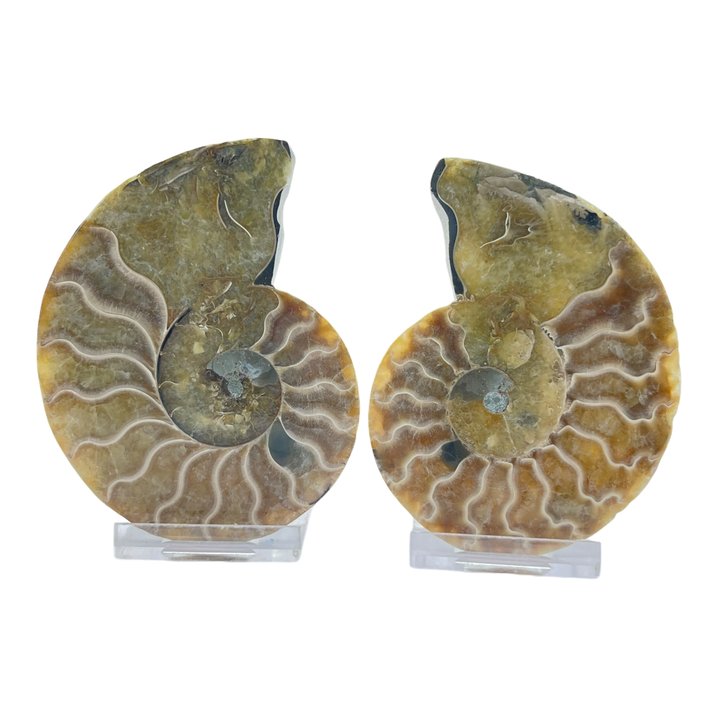 Ammonite (Cleoniceras) Sliced