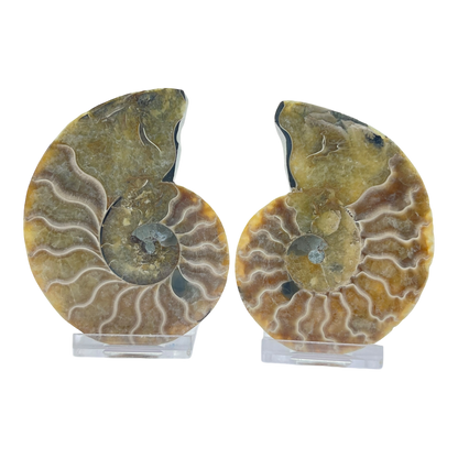 Ammonite (Cleoniceras) Sliced