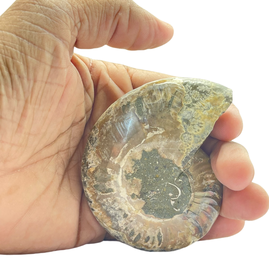 Ammonite (Cleoniceras) Sliced
