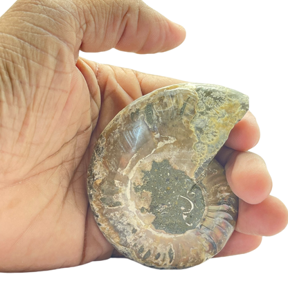 Ammonite (Cleoniceras) Sliced