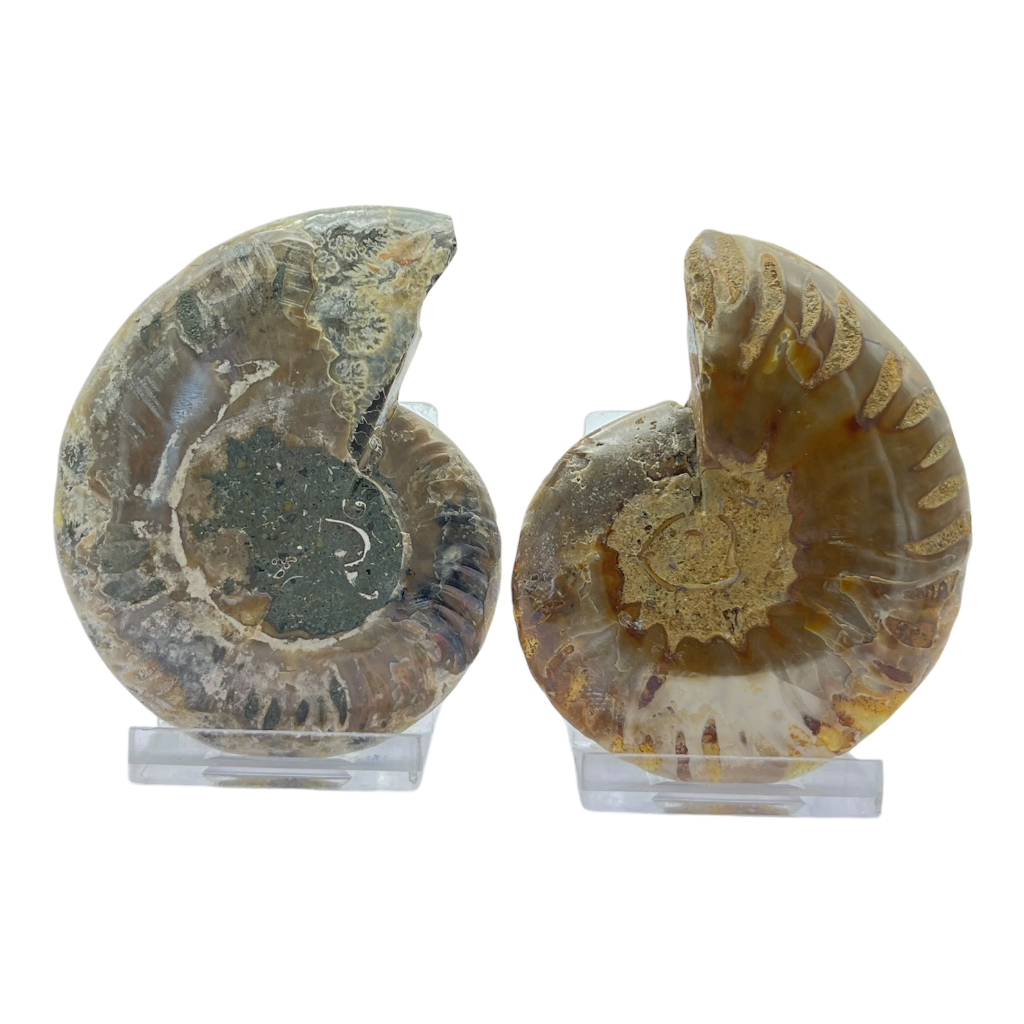 Ammonite (Cleoniceras) Sliced