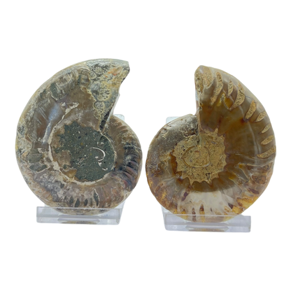 Ammonite (Cleoniceras) Sliced