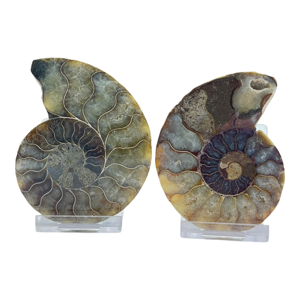 Ammonite (Cleoniceras) Sliced