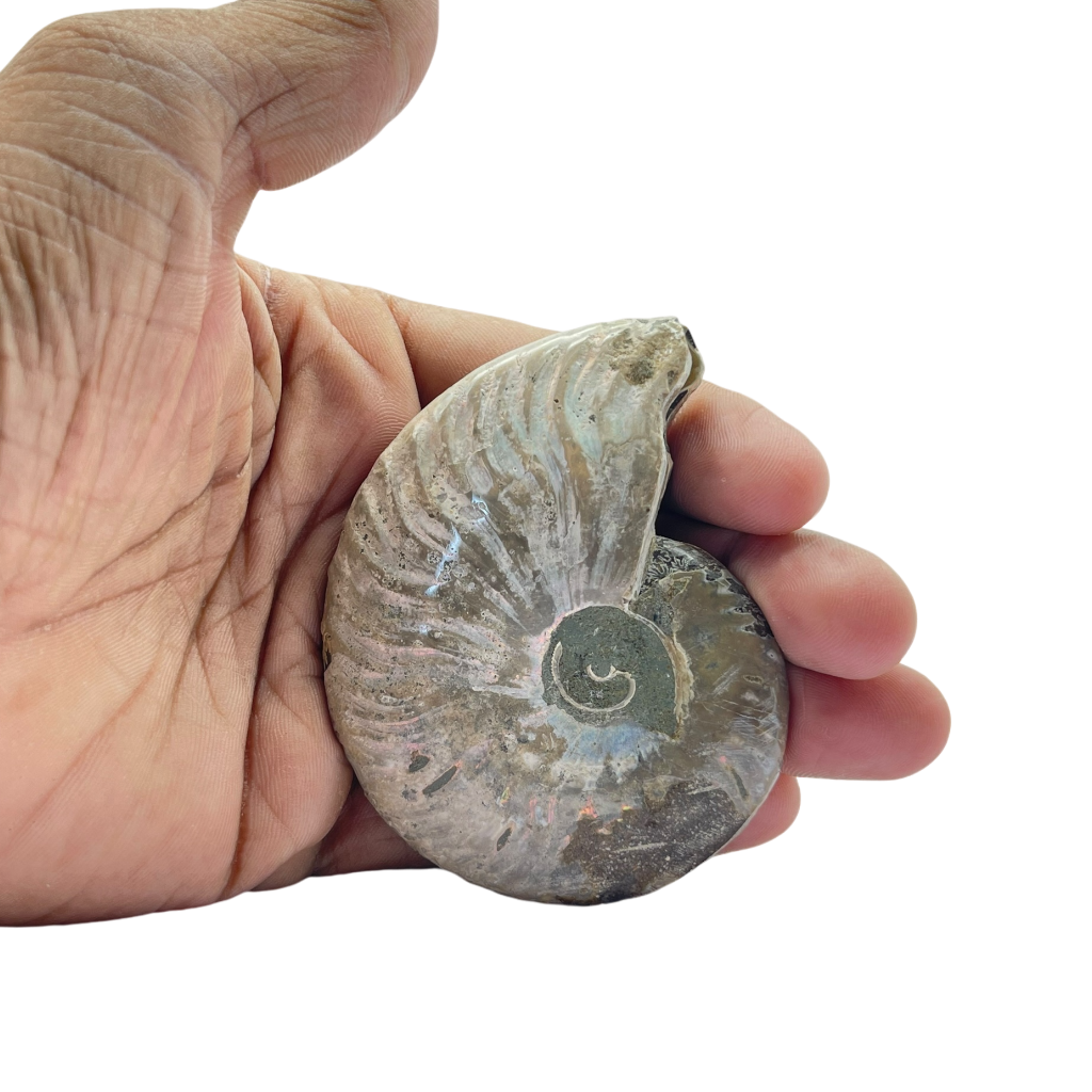 Ammonite (Cleoniceras) Sliced