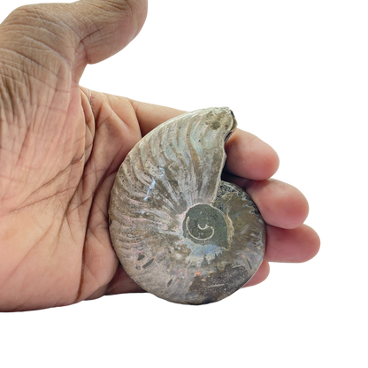 Ammonite (Cleoniceras) Sliced