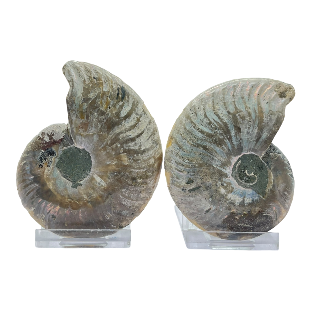 Ammonite (Cleoniceras) Sliced
