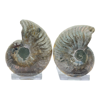 Ammonite (Cleoniceras) Sliced